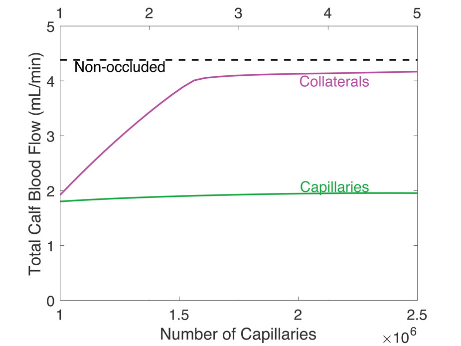 Computational model showing how increased numbers of capillaries and increased number of collateral vessels affect blood flow.