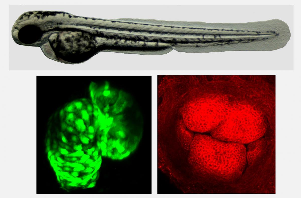 news_iupui_discovery_may_provide_clues_to_treating_alcohol-related_heart_valve_defects_marrs_zebrafish_embry-heart_muscle_in_green_heart_valve_in_red_1.jpg