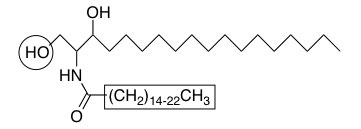 sphingolipid molecule