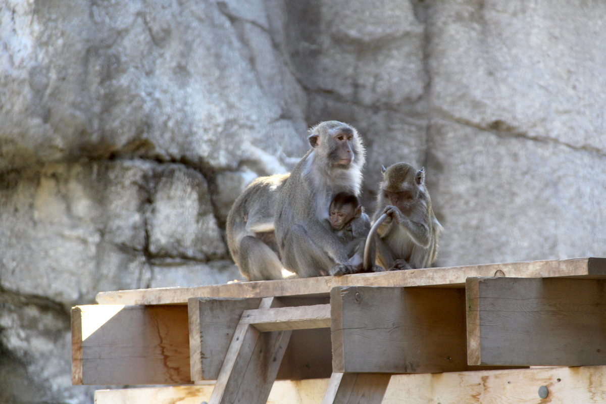 Macaques at the Indianapolis Zoo